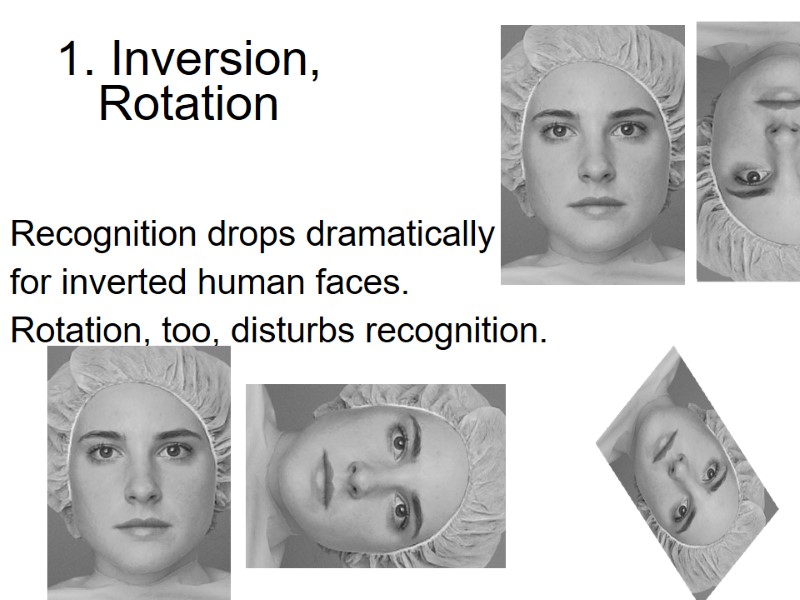 1. Inversion, Rotation Recognition drops dramatically  for inverted human faces. Rotation, too, disturbs
